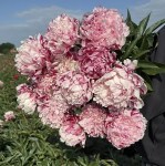 6705231022 (1) — копия